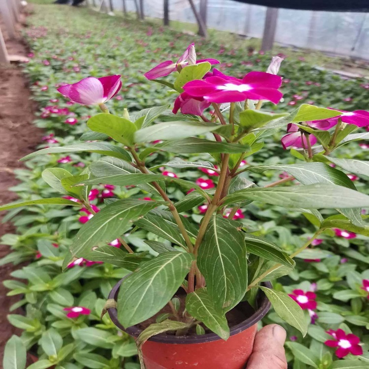 常年有花  长春花价格  岩石园点缀栽植