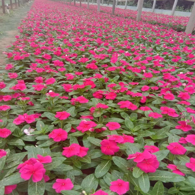园林花坛植物  供应天天开  