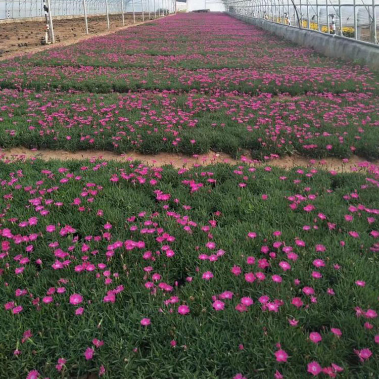 双色盆矮石竹  矮石竹种植基地  矮石竹基地供应