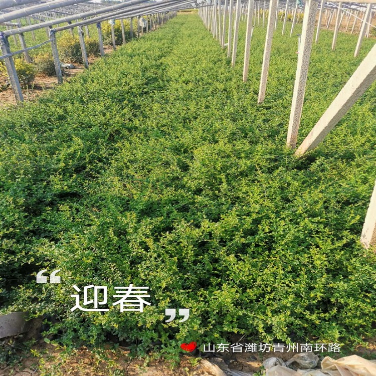 基地大量出售迎春花   迎春苗   早春赏花植物