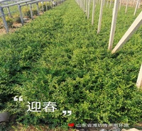 基地大量出售迎春花   迎春苗   早春赏花植物