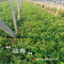 基地大量出售迎春花   大量迎春批售   抗旱耐寒