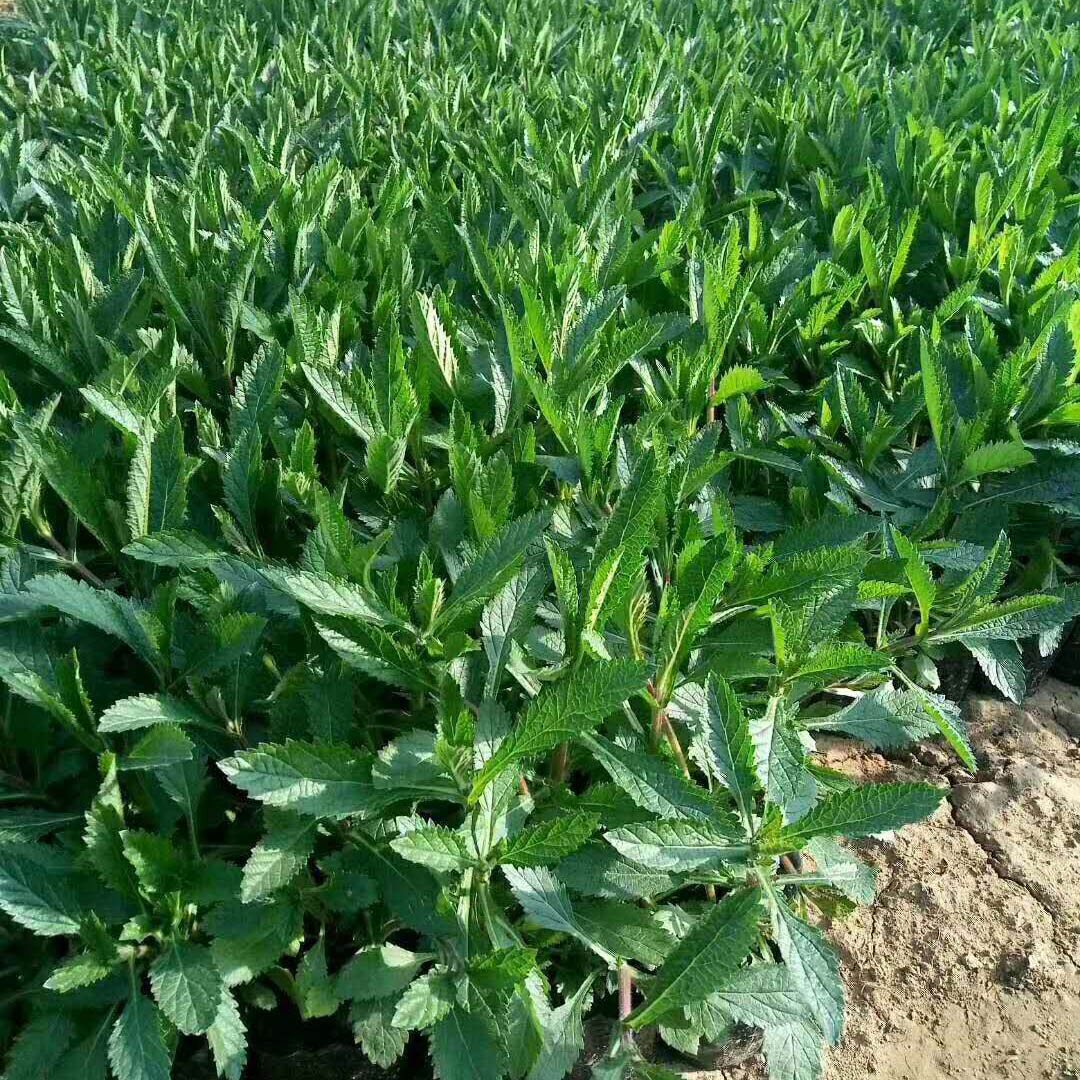 马鞭草价格  马鞭草大量批发  四季马鞭草种植基地