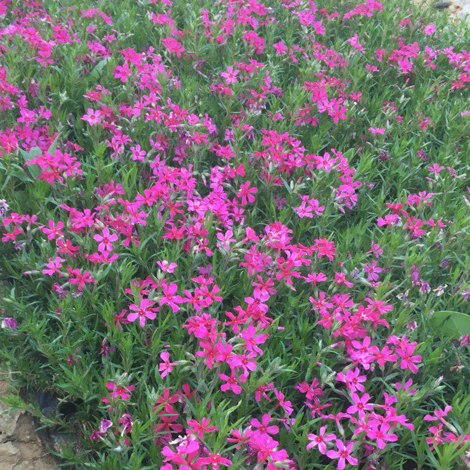 花海工程用福禄考  芝樱报价  福禄考种植基地