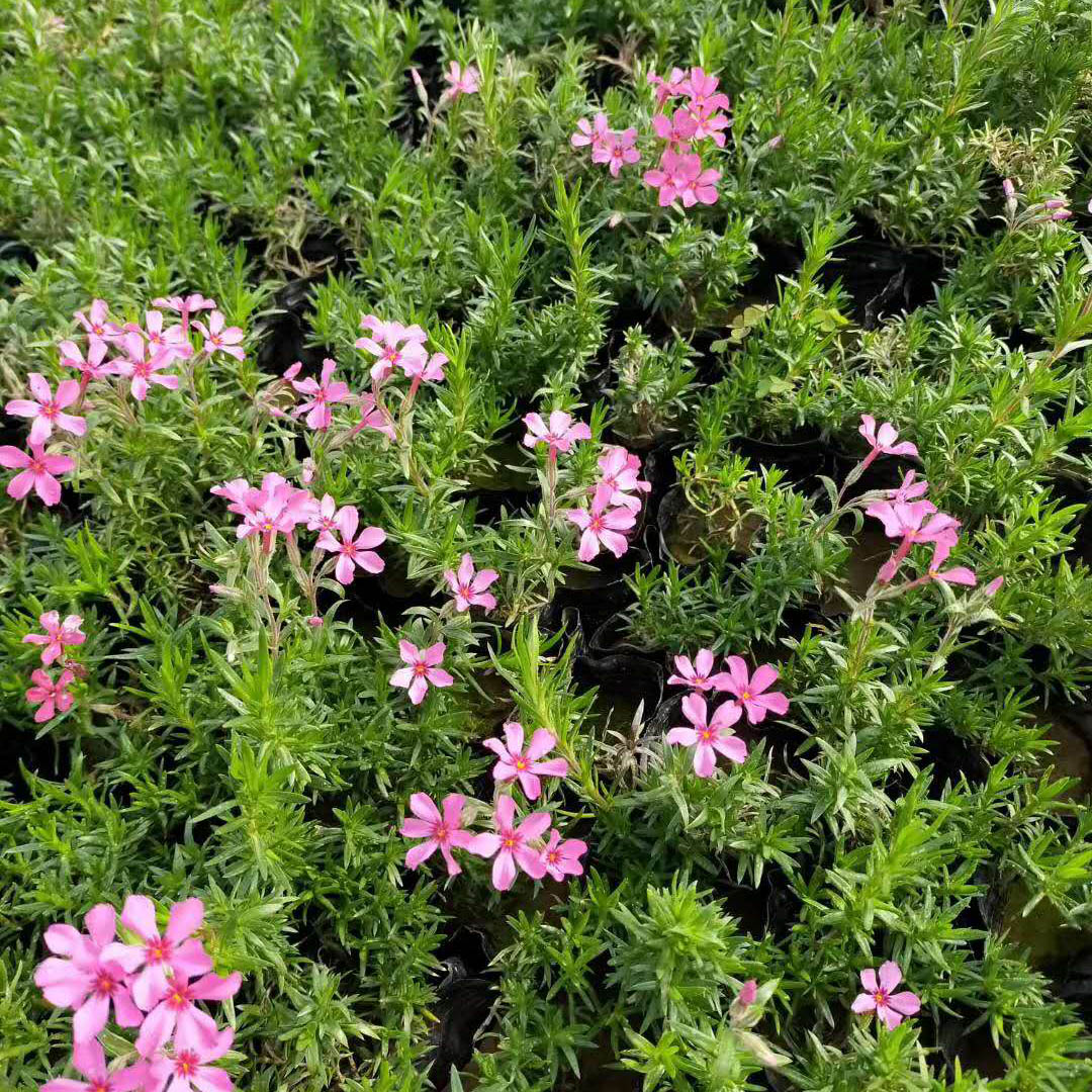 马鞭草批发  马鞭草培育基地  马鞭草供应