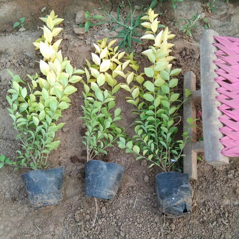 园林绿化女贞小苗  金叶女贞价格   植株繁茂