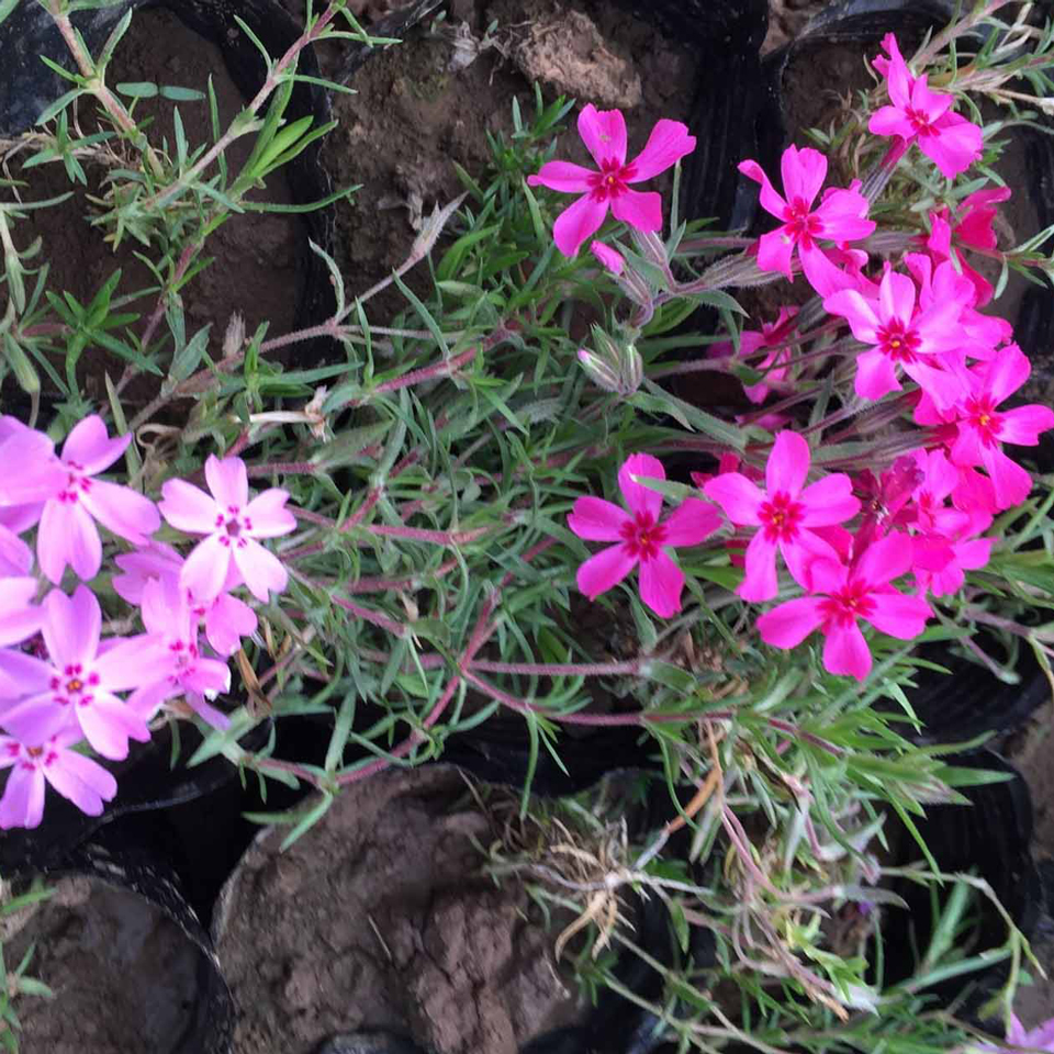 花海工程用福禄考  福禄考花海  价格优惠