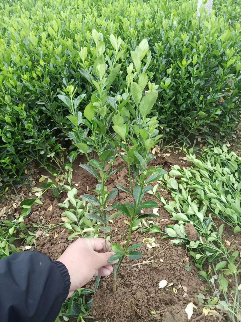 瓜子黄杨小苗生产基地 贵州瓜子黄杨基地