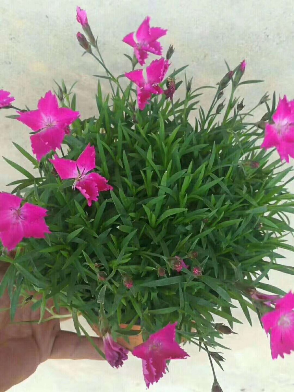 青州金鸡菊基地大花金鸡菊价格