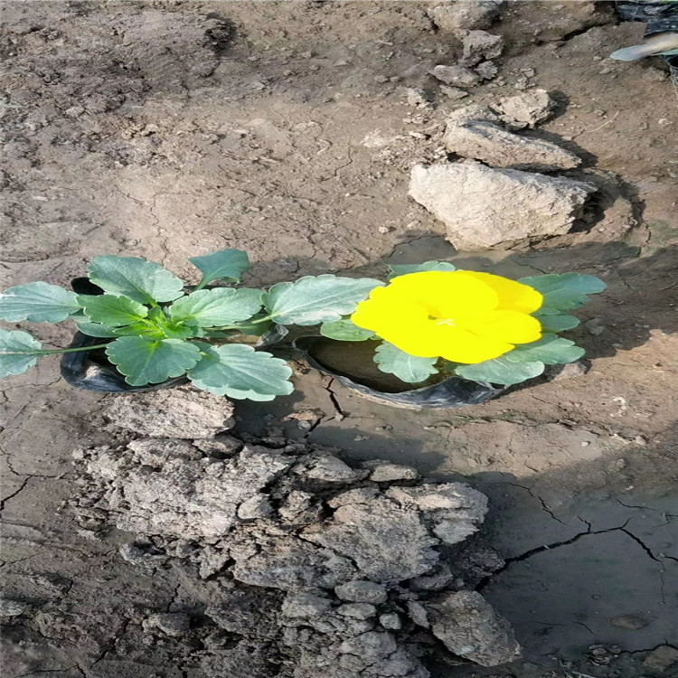 河北三色堇批发 河北三色堇出售 河北三色堇好苗预定中
