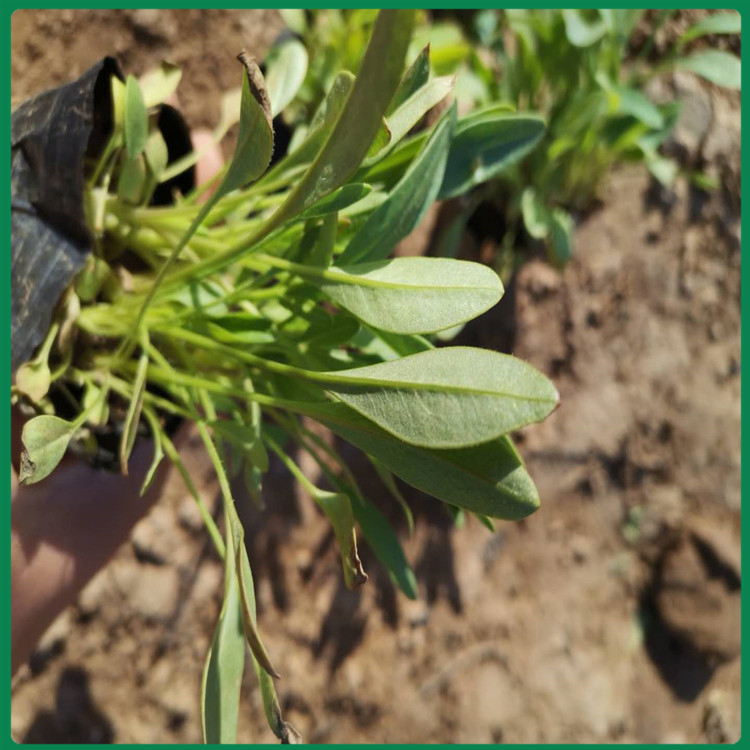 观花金鸡菊批发报价 金鸡菊供货商 金鸡菊种植基地