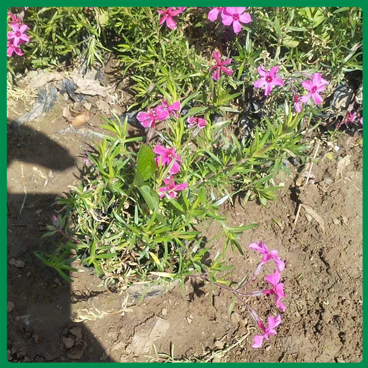 福禄考杯苗 福禄考批发商 基地出售福禄考苗