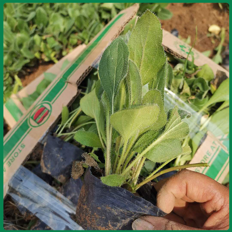黑心菊小苗 黑心菊培育 江苏黑心菊供应商