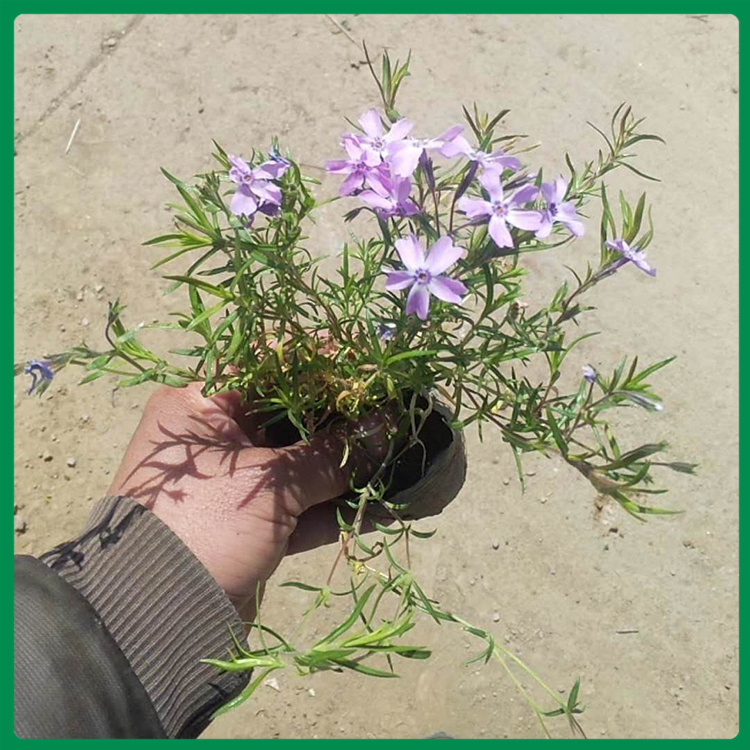 福禄考行情 福禄考报价 启景基地直种植销售福禄考（之樱花）
