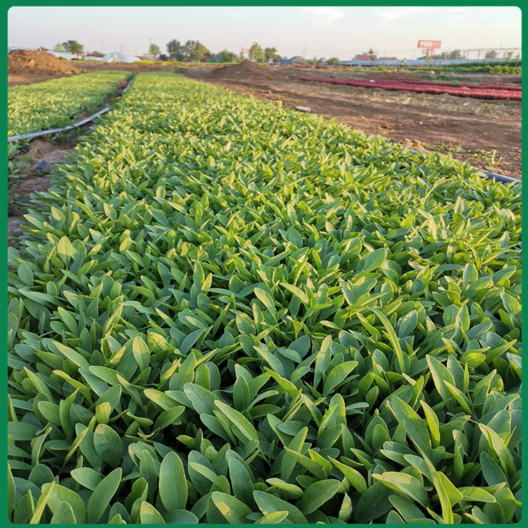 观花金鸡菊批发报价 金鸡菊批发商 销售金鸡菊