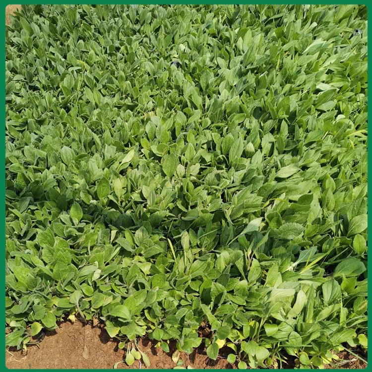 黑心菊 黑心菊基地 黑心菊花苗供货商