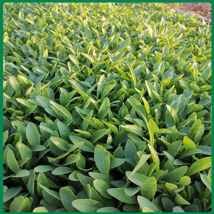 观花金鸡菊批发报价 金鸡菊种植 金鸡菊小苗价格