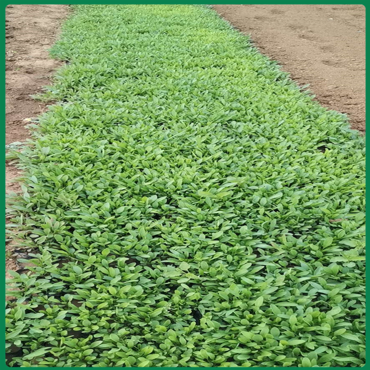 金鸡菊杯苗 金鸡菊报价 河北金鸡菊行情