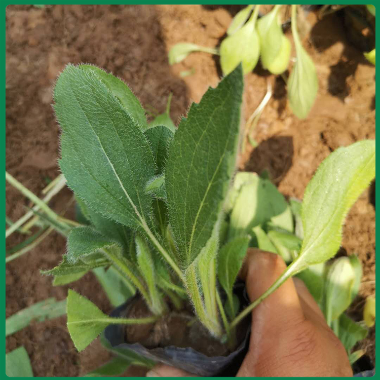 黑心菊杯苗 黑心菊批发 江苏黑心菊供应商