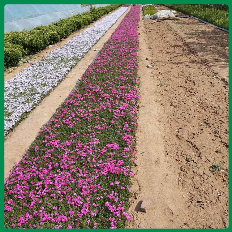 开花福禄考 福禄考基地 山东福禄考基地
