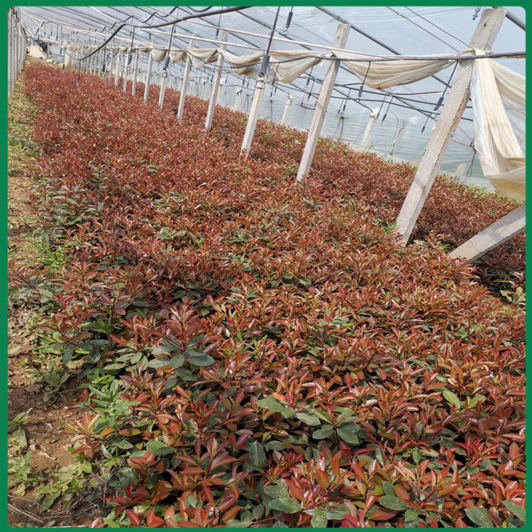 红叶石楠种植基地 山东红叶石楠价格 红叶石楠苗木