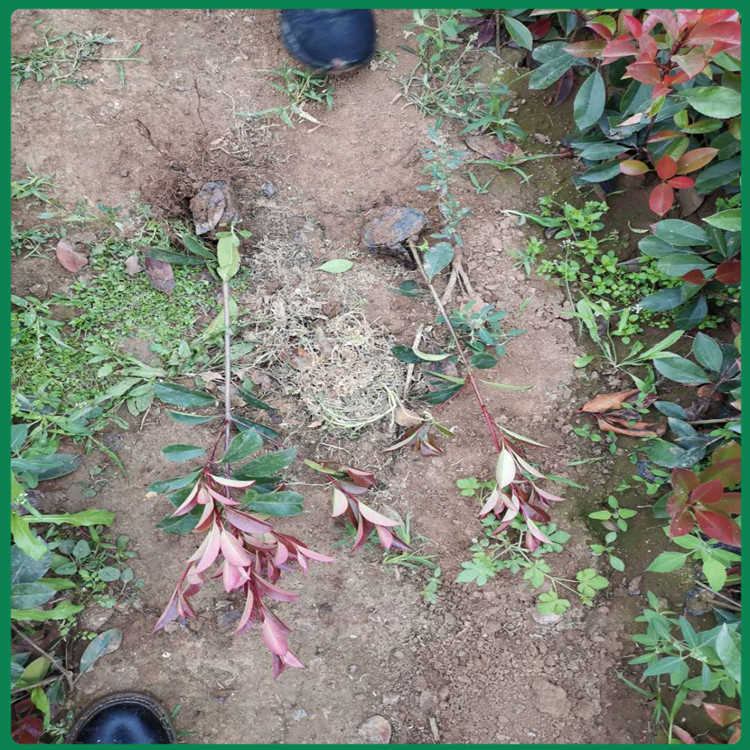 红叶石楠种植基地 红叶石楠培育 红叶石楠小苗基地
