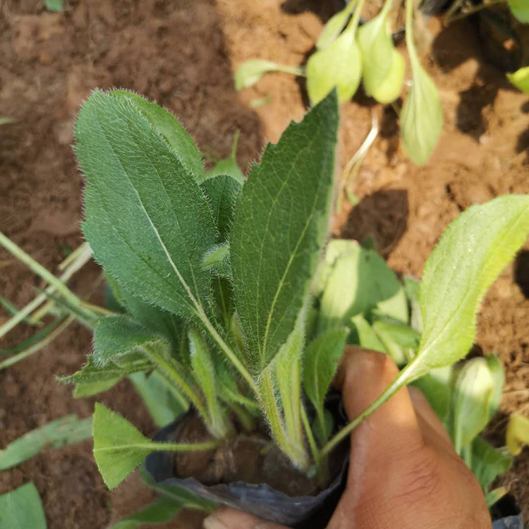 黑心菊小苗 黑心菊批发 江苏黑心菊供应商
