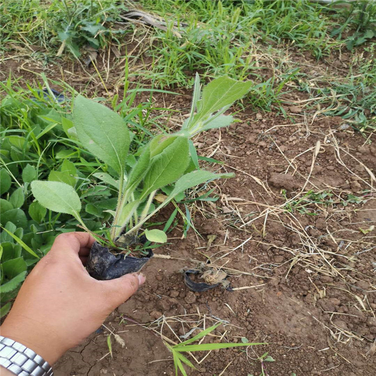 黑心菊杯苗 黑心菊种植基地 山东黑心菊基地