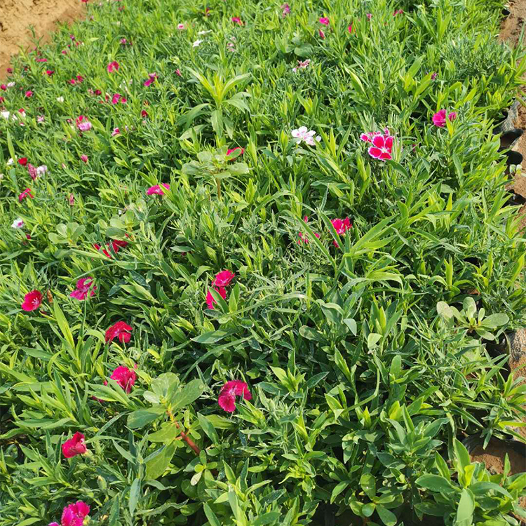 五彩石竹小苗种植基地 启景大量供应 价格优惠