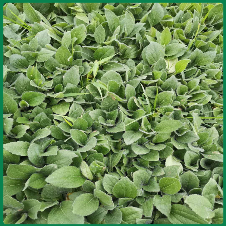黑心菊绿化苗 黑心菊批发报价 基地培育黑心菊
