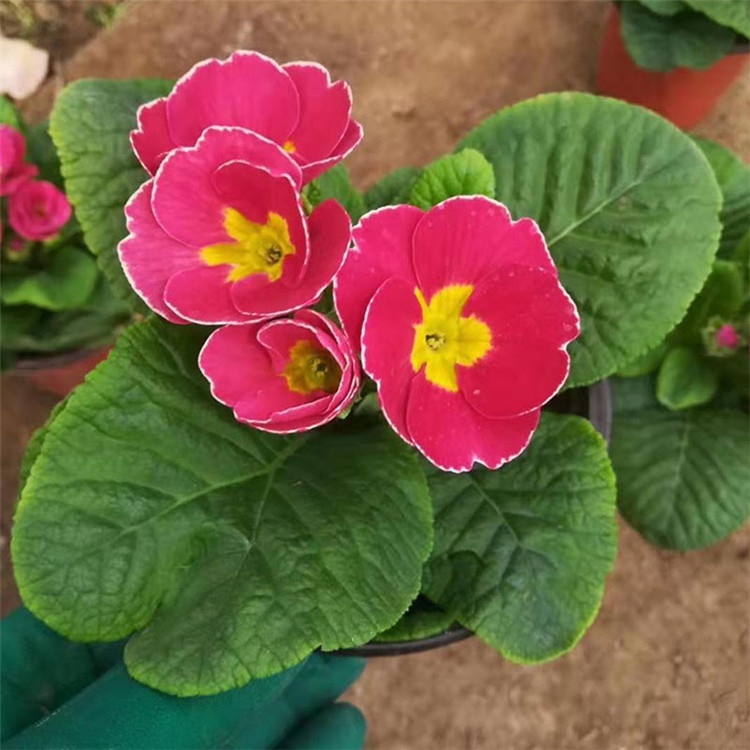 报春花批发 基地直售 报春花小苗 山东草花批发
