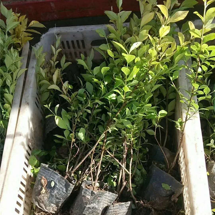 绿化工程用苗  金叶女贞批发  叶色明亮呈黄绿色