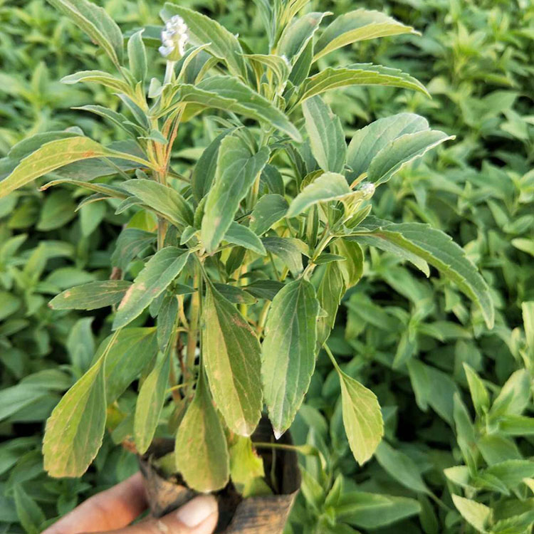 价格从优 鼠尾草小苗 鼠尾草小苗销售