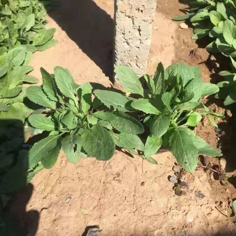 批发基地 绿化用鼠尾草 绿化用鼠尾草价格