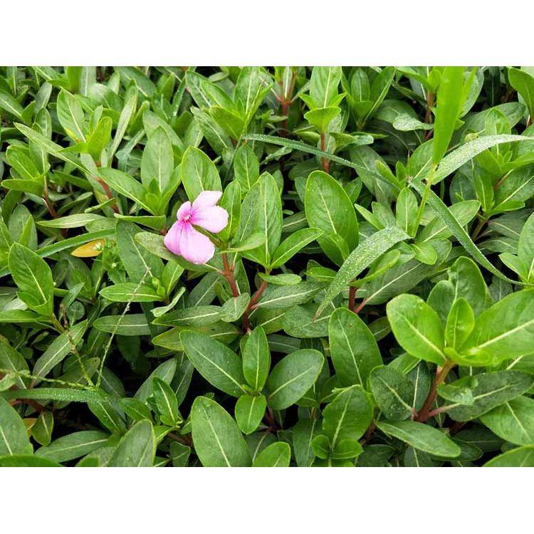 长春花批发 山东长春花