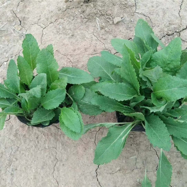 金鸡菊价格  金鸡菊盆苗价格  公园道路两旁黄色菊花金鸡菊