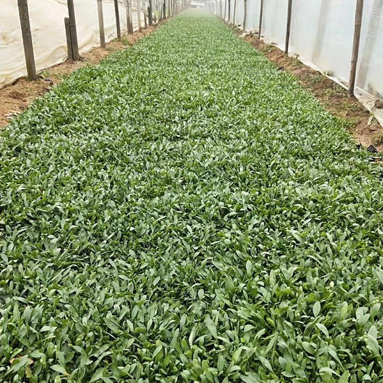 出售金鸡菊  山东金鸡菊批发商  公园道路两旁黄色菊花金鸡菊