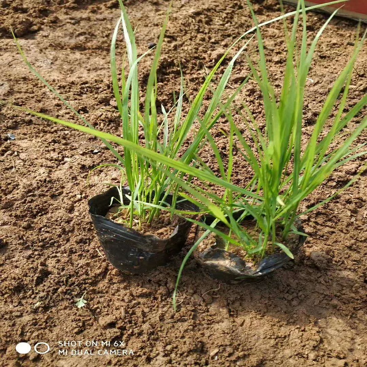 四季紫穗狼尾草价格   狼尾草培育基地   狼尾草种植基地
