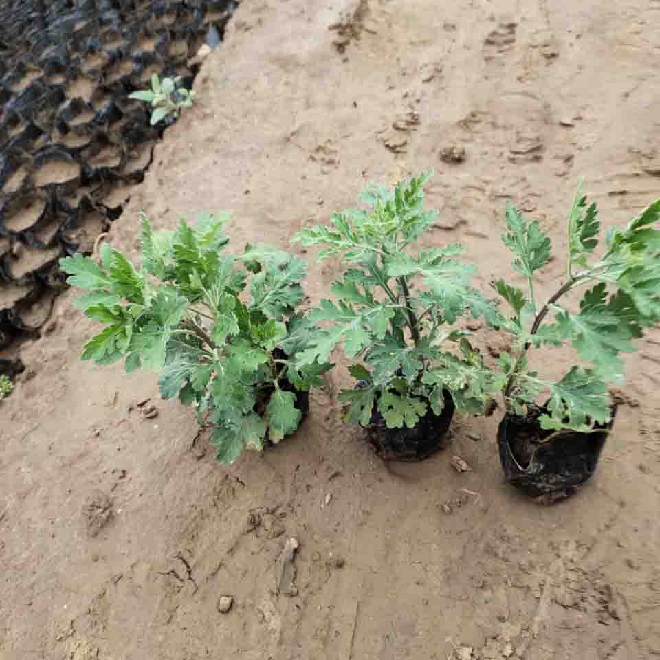 球形造型地被菊  地被菊供应  地被菊批发大量