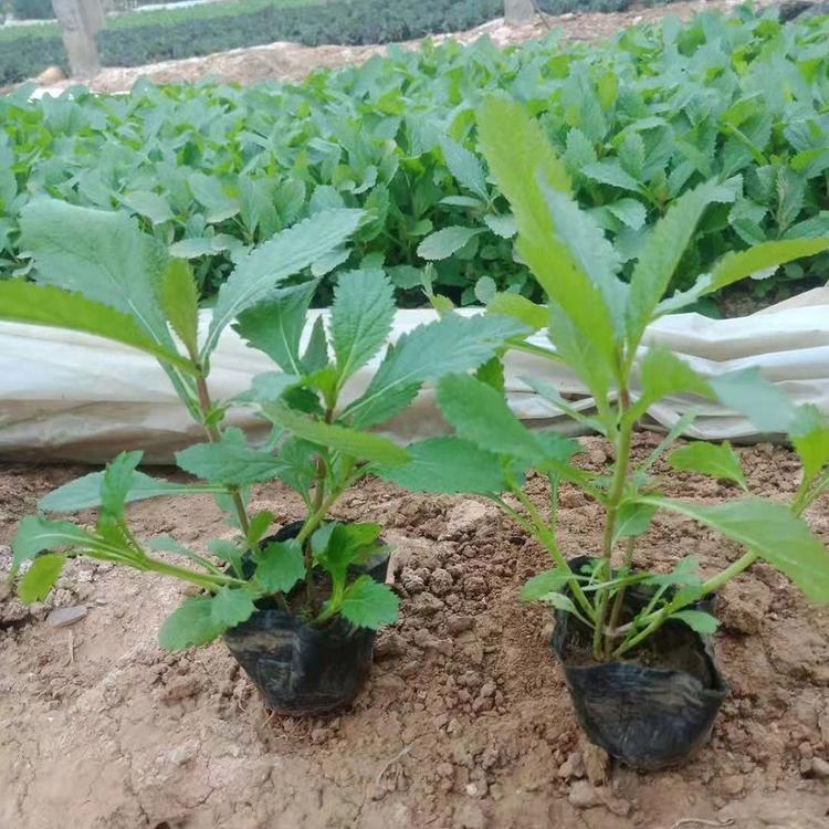 种植培育马鞭草小苗  柳叶马鞭草  马鞭草大量批发