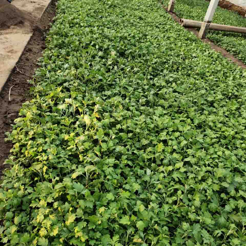 苗圃出售地被菊  地被菊培育  地被菊价格