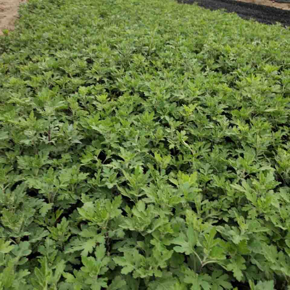 绿化用地被菊价格  地被菊培育  地被菊批发大量