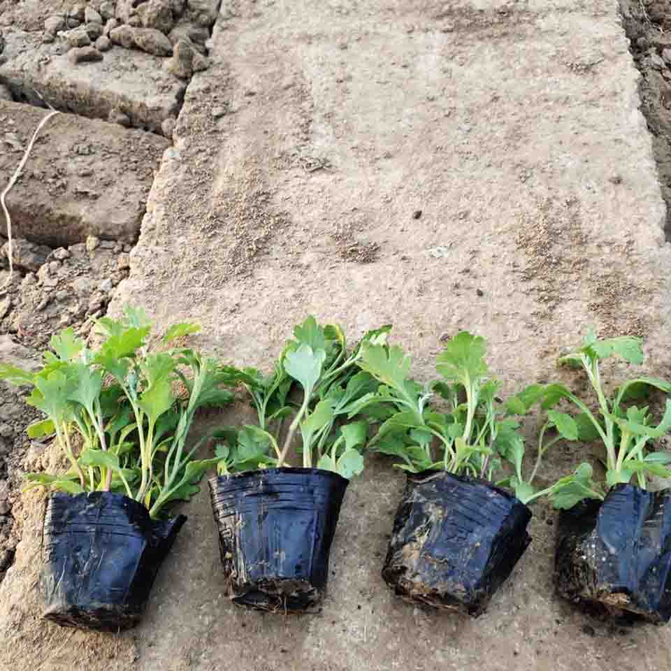 球形造型地被菊  地被菊价格  地被菊基地供应