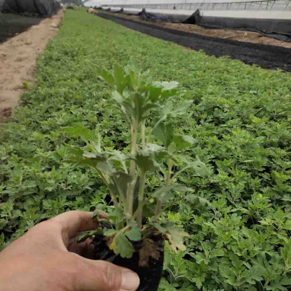苗圃出售地被菊  地被菊小苗  地被菊基地报价