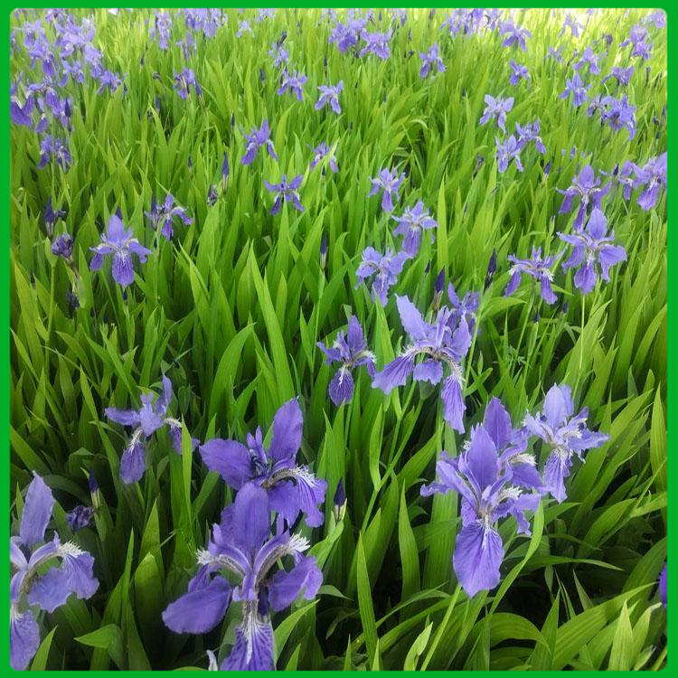 山东水体绿化苗 蓝花鸢尾种植基地 价格从优