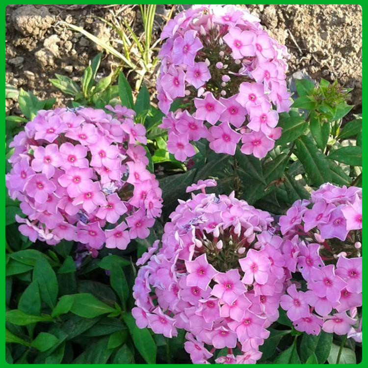 孔雀草小苗 基地供应 草花批发 孔雀草小苗基地