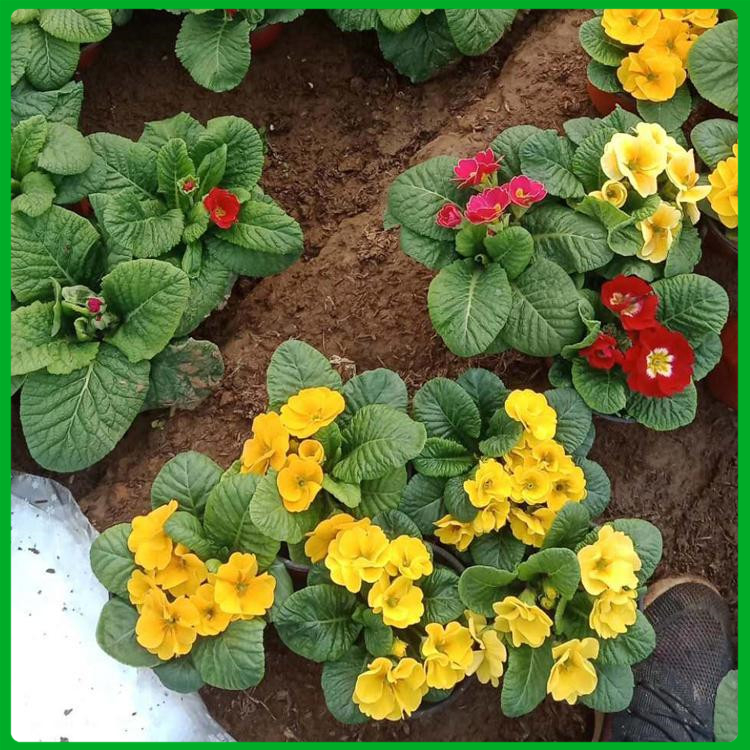 宿根花卉小苗 苗圃批发 山东宿根花卉种植基地
