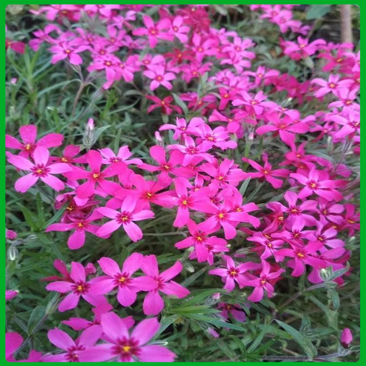 孔雀草 苗圃供应 草花基地
