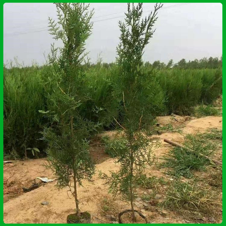 沙地柏苗供应商 大量批发 青州沙地柏苗