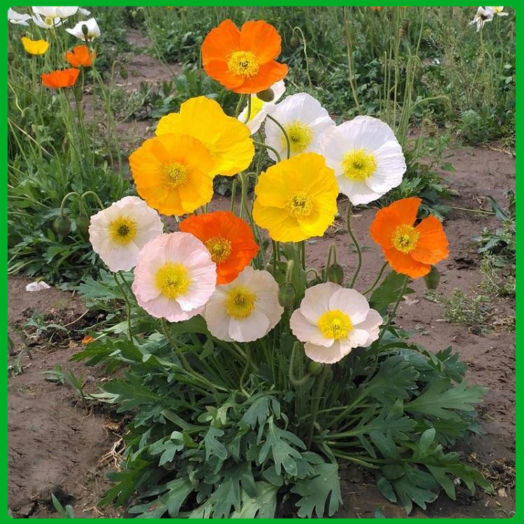孔雀草 长势好 山东宿根草花基地 孔雀草供应商